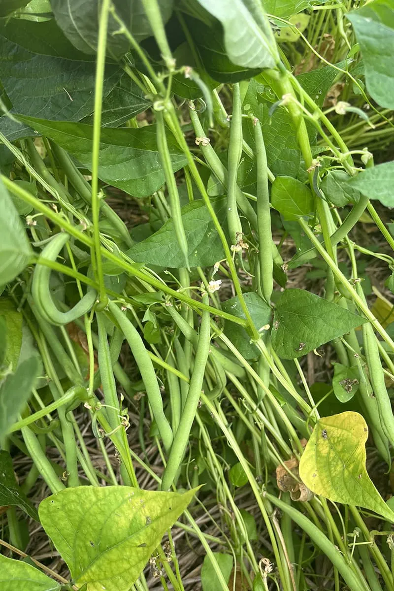 Sperziebonen aan de plant