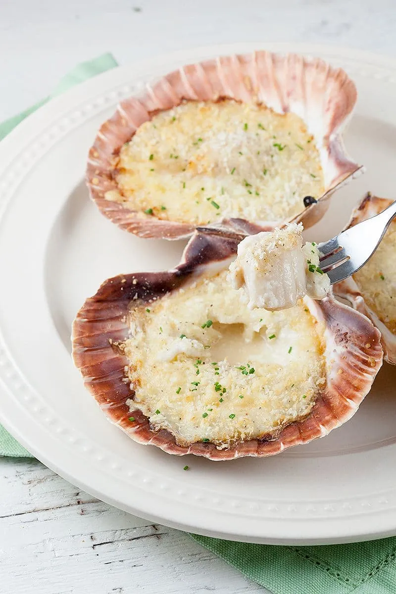 Verse coquilles in béchamel saus