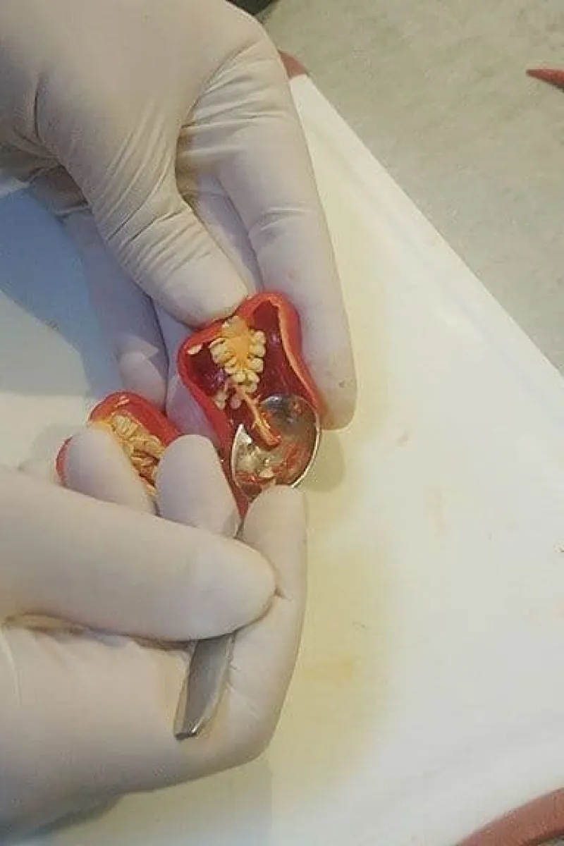 Zaadlijsten verwijderen uit een Scotch bonnet peper