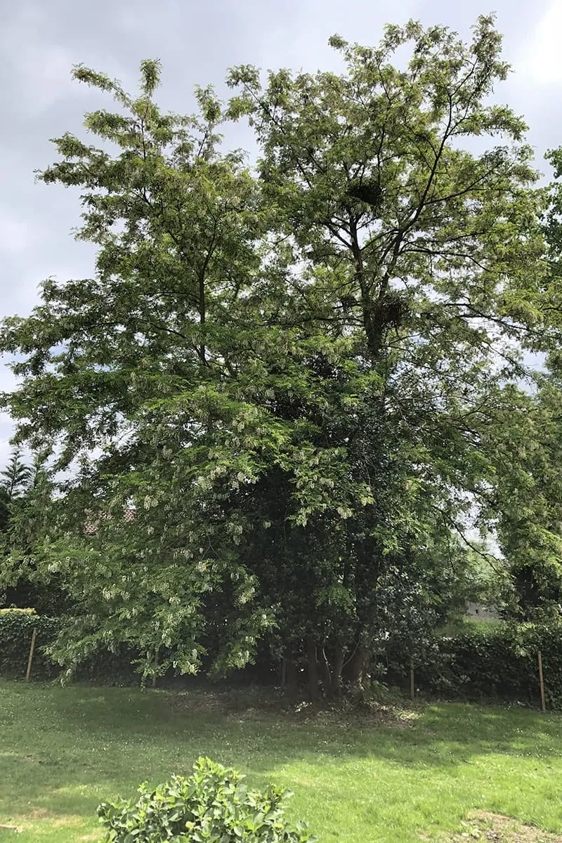 Onze Acaciaboom (voorjaar 2018)