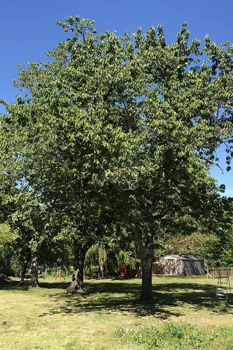 Kersenbomen in onze tuin