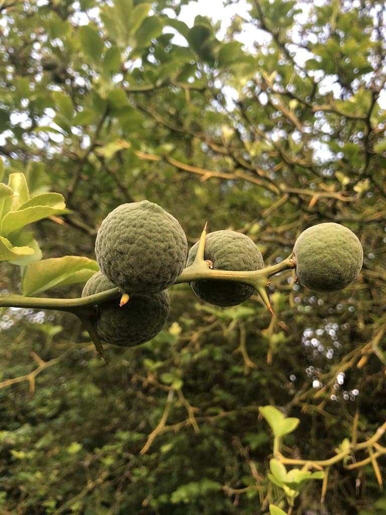 Onrijpe yuzu vruchten, Zuid-Frankrijk - juni 2018