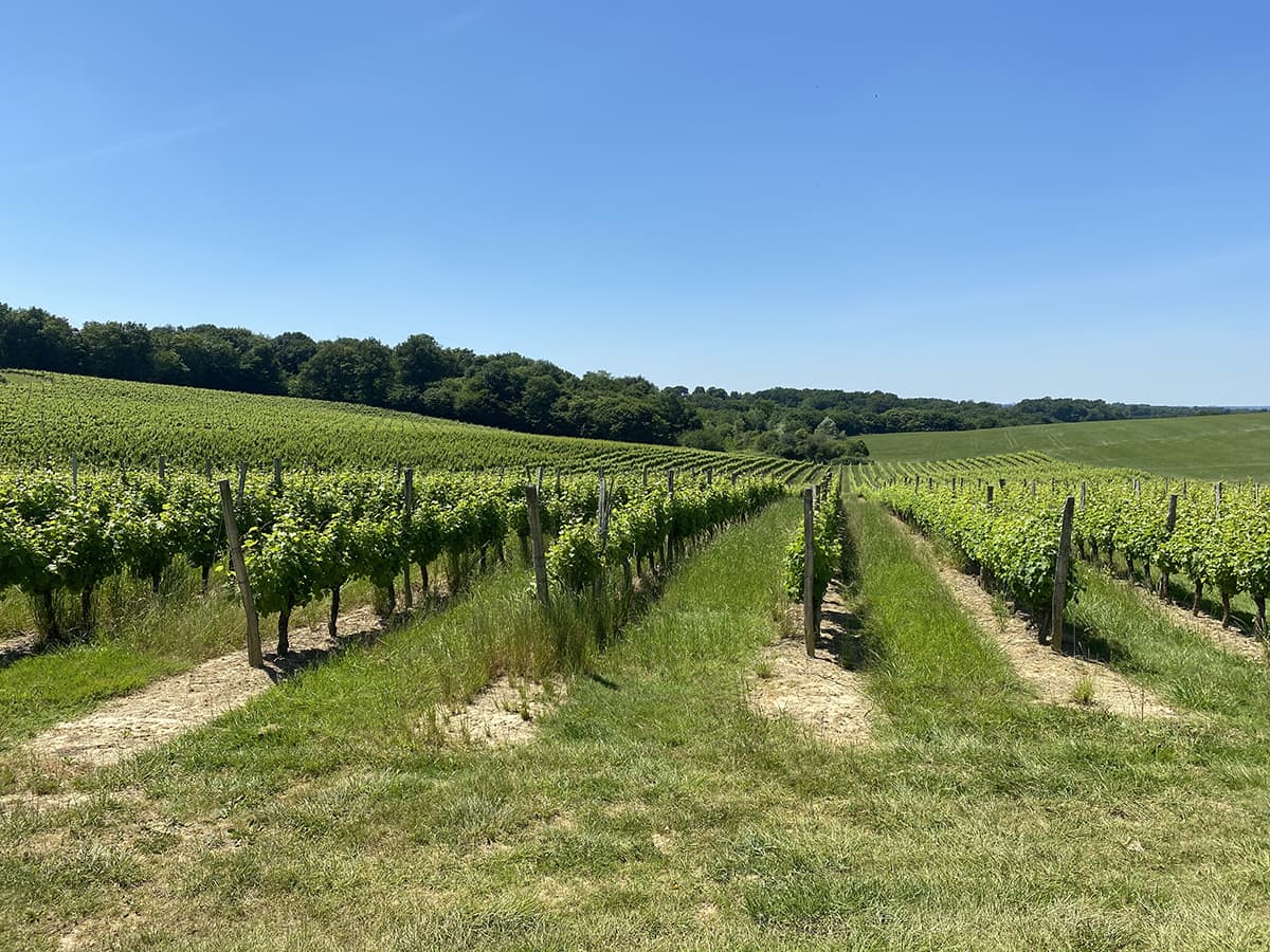 Wijngaard in Zuid-West Frankrijk