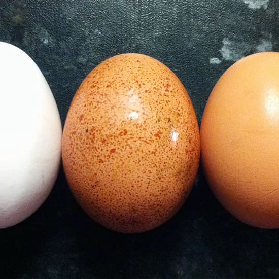 Wat is het verschil tussen witte en bruine eieren?