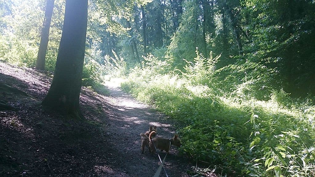 Wilde bramen plukken in het bos met de honden