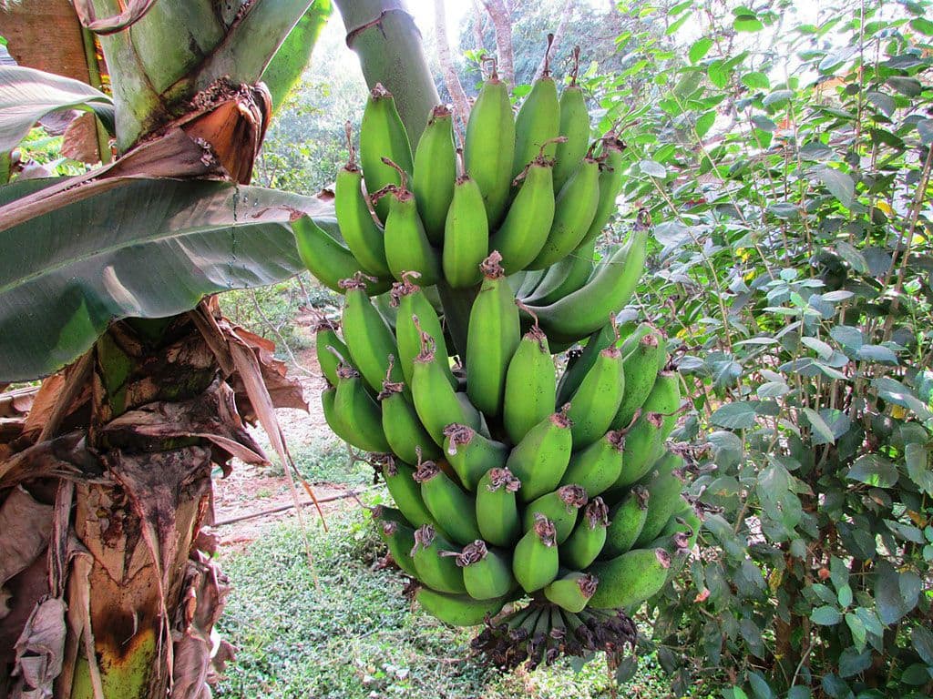 Een bananenplant met bananen