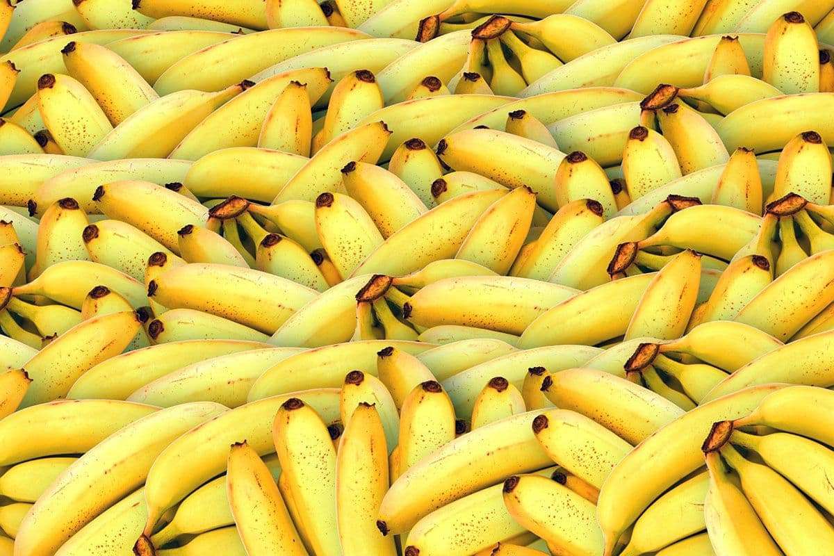 Waarom zijn bananen krom?