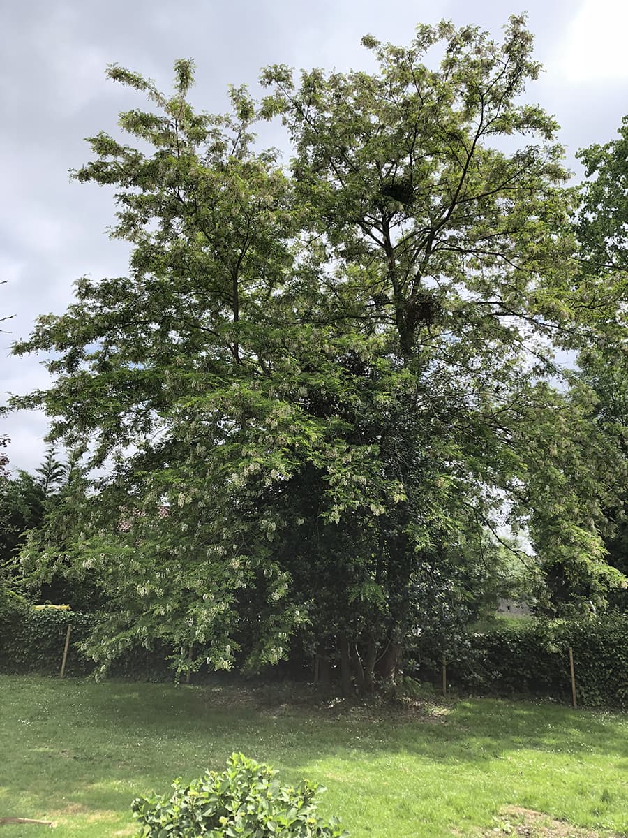 Onze Acaciaboom (voorjaar 2018)